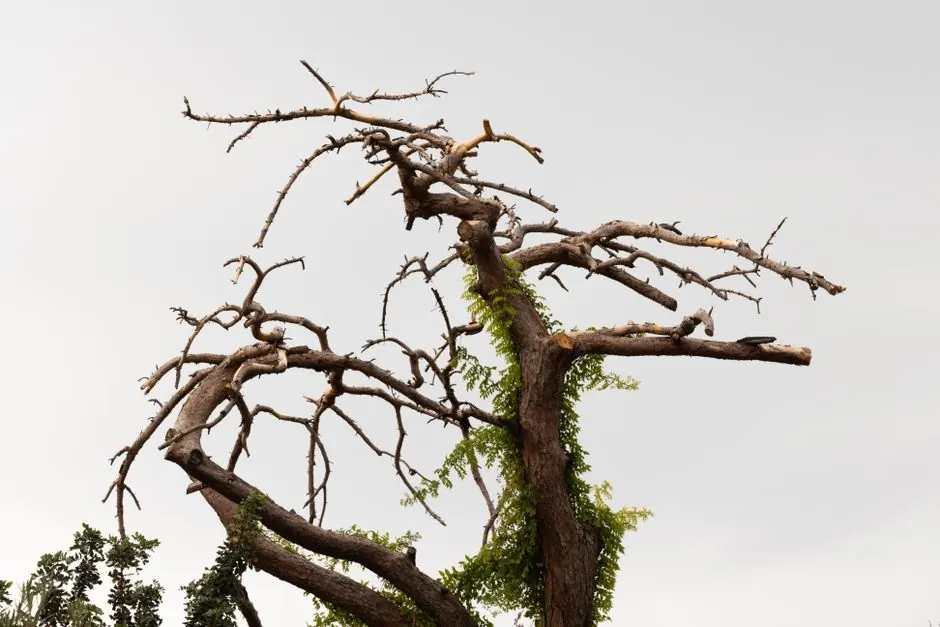 A leafless tree with sprawling branches stands against an overcast sky, symbolizing nature's resilience.