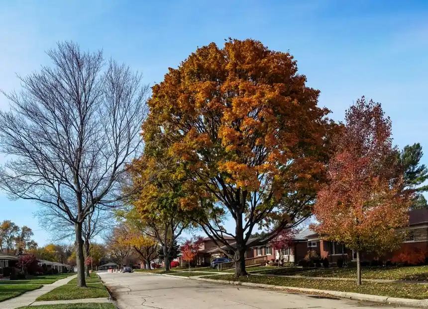 A peaceful suburban street lined with vibrant autumn trees and houses under a clear sky.
