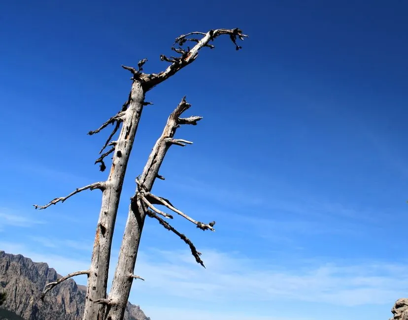 A stark and dramatic view of a barren tree against a deep blue sky with mountain backdrop.