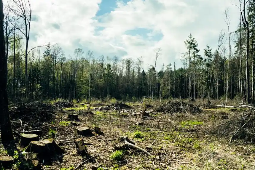 A sunlit deforested area showcasing tree stumps and a backdrop of lush, untouched forest.