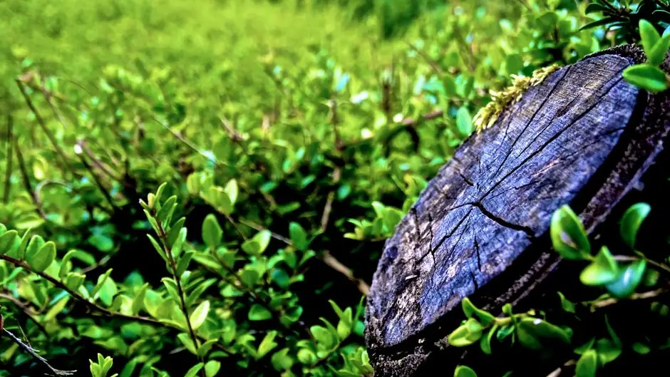 Detailed close-up of a tree stump surrounded by vibrant green leaves, showcasing nature's growth.