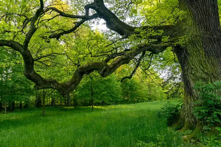 Explore the serene and vibrant beauty of a sprawling oak tree in a lush green forest, perfect for nature lovers.