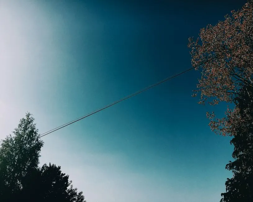 Low angle of tall green trees with leaves growing near electrical wires under blue cloudless sky in summer day in nature